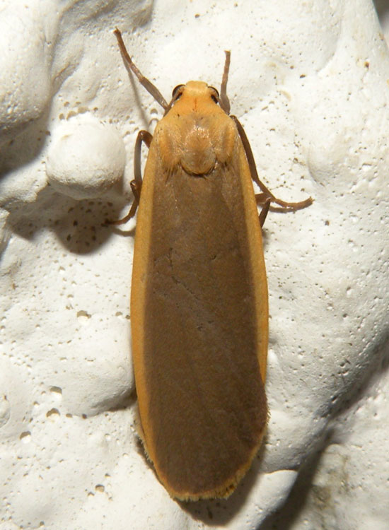 Eilema lurideola?